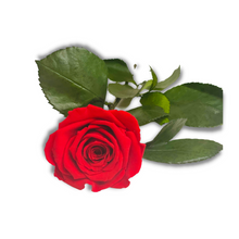Load image into Gallery viewer, The Forever Single Rose