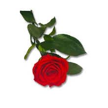 Load image into Gallery viewer, The Forever Single Rose