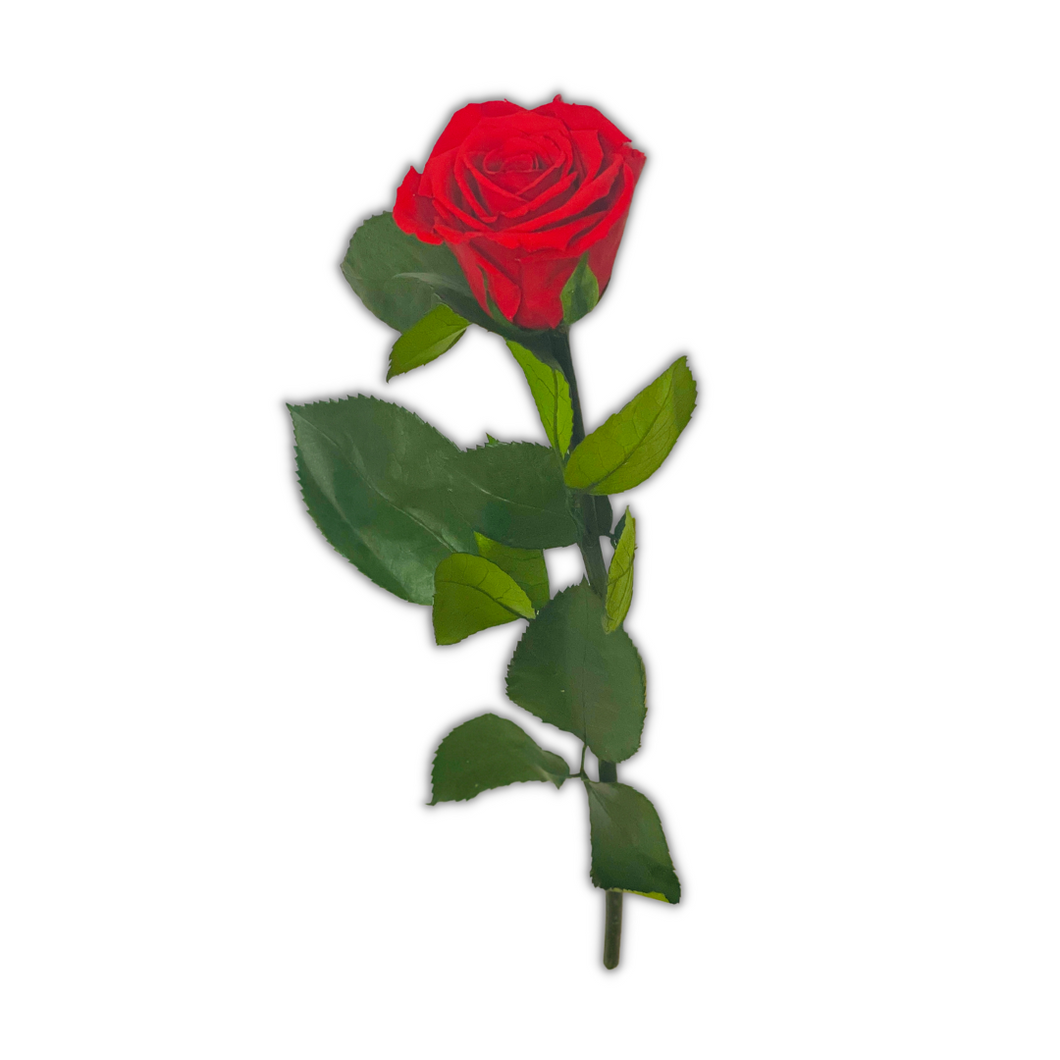 The Forever Single Rose